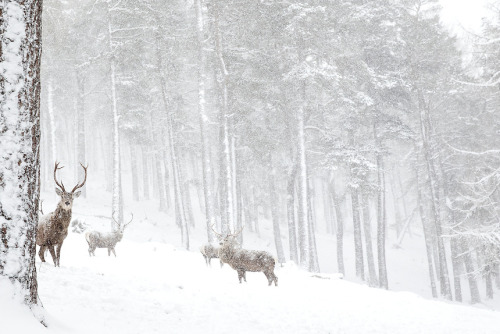 elvenforestworld:Highland WinterRed Deer