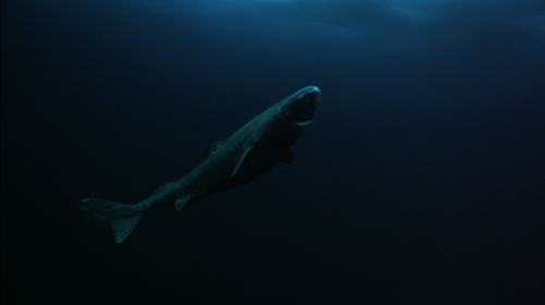 nbsolros: Greenland shark  Shark (2015)