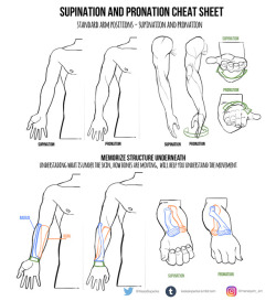 kasiaslupecka: This week I’ve prepared some tips for everyone who is confused with arms. I know that pronation and supination is confusing and I recommend to learn in by heart &lt;3  I have also announcement! The day is approaching when I will release