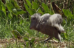 whiny-sugar-glider:   BBC Earth - Africa         Shoebills are awesome.       Dinosaauuurss