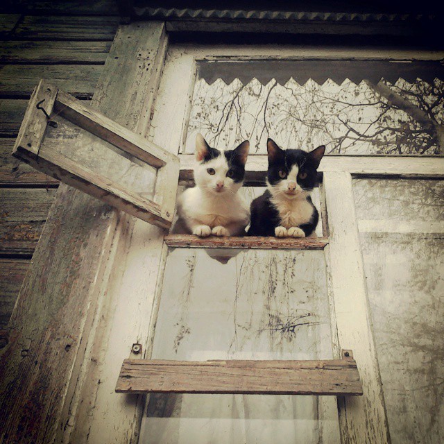cat-in-windows:  (via @beatlegeyorgy | Websta (Webstagram))