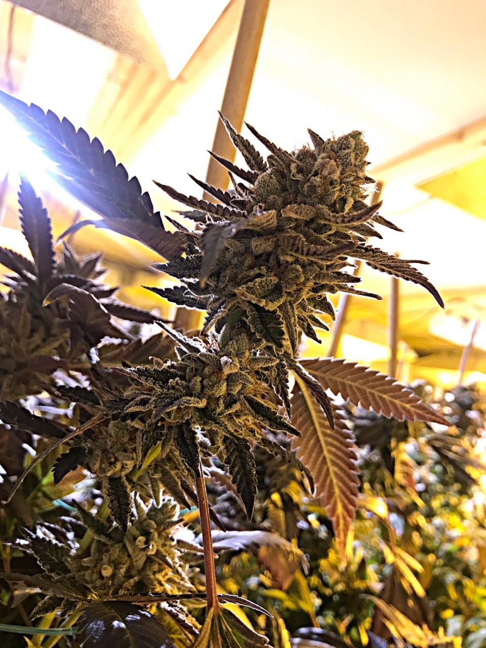 weedporndaily:  snickzz:She’s a beauty