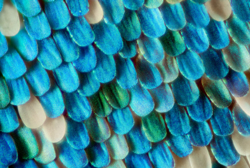 itscolossal: Gorgeous Macro Photographs of Butterfly and Moth Wings by Linden Gledhill
