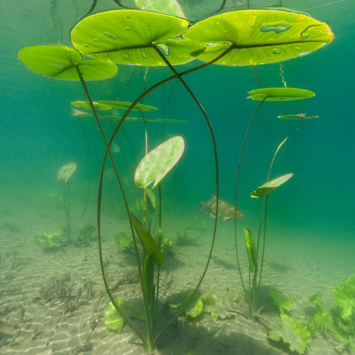 uroko:♡Michel Loup♡ [id: four underwater photographs of lily pads.]