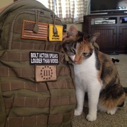 tombstone-actual:  Tactikitty