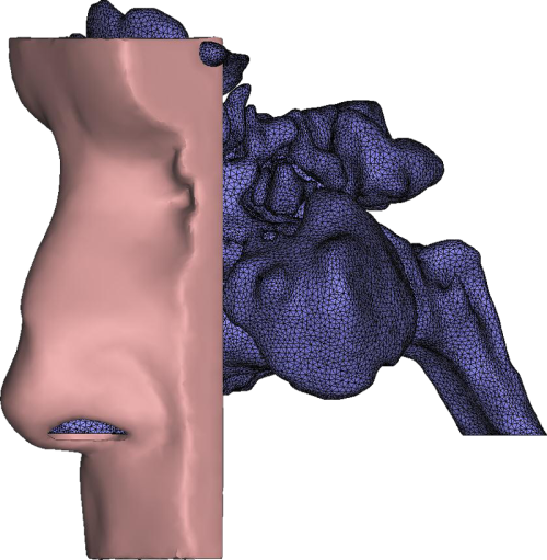 fruitsoftheweb:“Image showing segmentation and optimized mesh of the nasal cavity, including part of