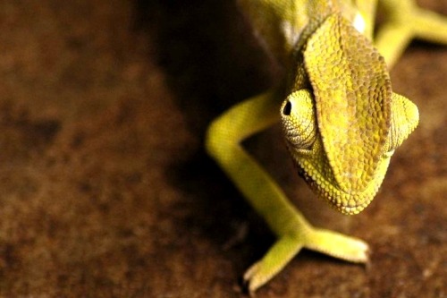Chameleon, Zambia.