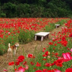 shiba-natsu:  平日のこの時間は誰もいないし無料なんだワン🐶✨