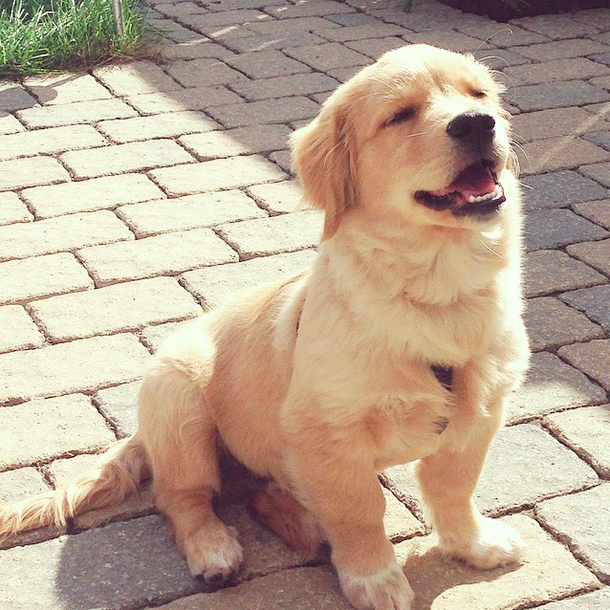 awwww-cute:  This is what happens when I let my dog out and it’s nice and sunny