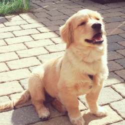 Awwww-Cute:  This Is What Happens When I Let My Dog Out And It’s Nice And Sunny