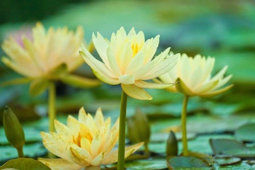 Yellow Water Lily (Nymphaea Mexicana).