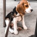 assi-thebeagle:Puppy love