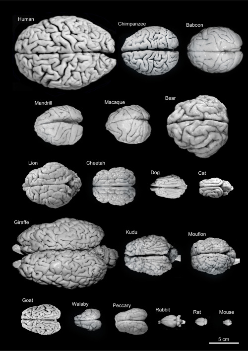 A Comparative Look At The Brain Sizes Of Different Species.