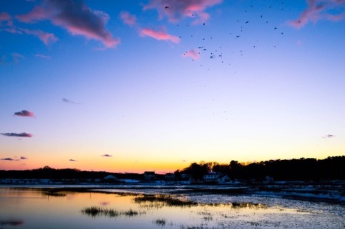 oyster, va