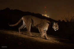 nevver:  2014, Wildlife Photographers of the Year