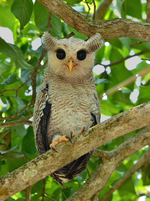 iguanamouth: look at this bullshit anime owl its a juvenille barred eagle owl and it grows up into a