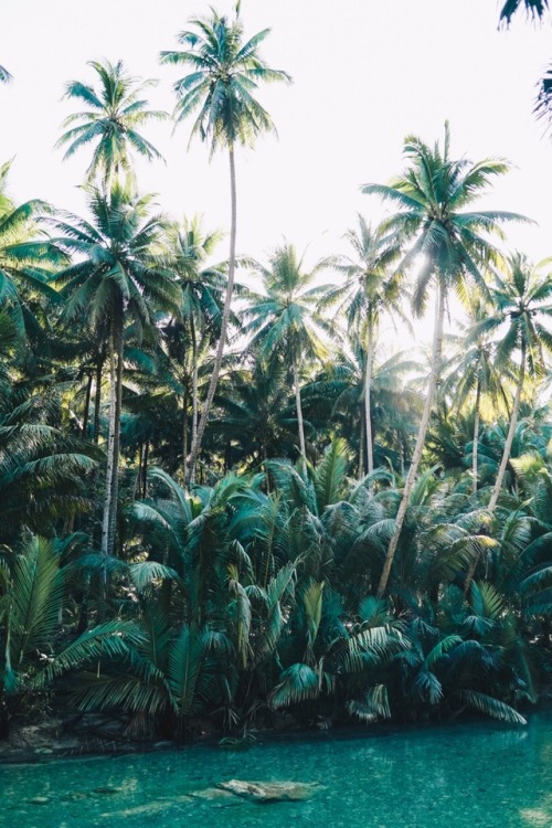 calvinkrause: Mornings in the jungle via Instagram @livingforsun