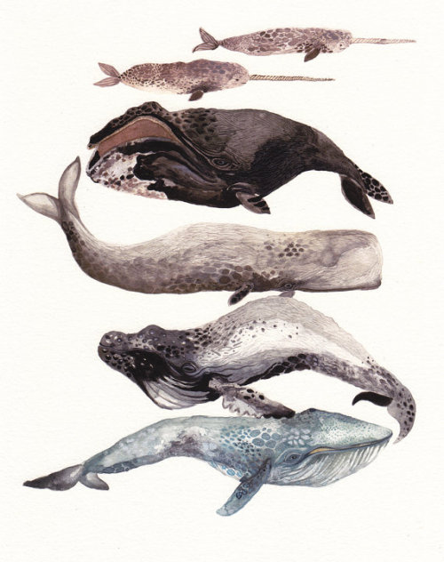 1000drawings:whales by Michelle Morin