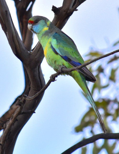 Mallee Ringneck