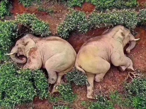 babyanimalgifs: 14 elephants broke into a village in Yunan province, looking for corn and other food. They ended up drinking 30kg of corn wine and got so drunk that they fell asleep in a nearby tea garden  (via) 