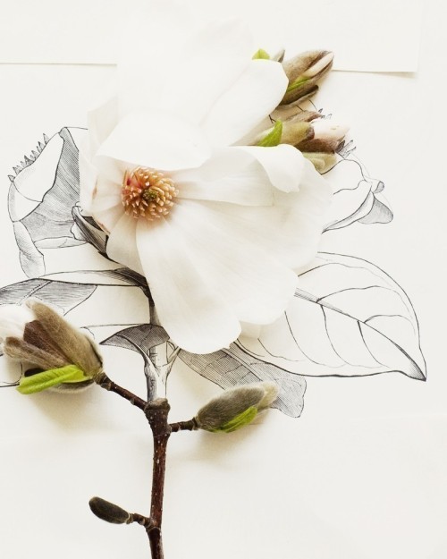 fer1972:  Blooming Artby Kari Herer