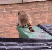 katswenski:  More Raccoon Escapades! The thrilling sequel to THIS CLASSIC. ——Edited