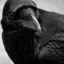 raven-of-the-woods