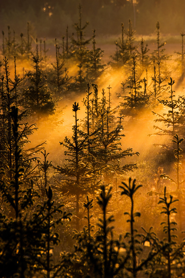 musts:  Spruces In The Mist by Marko Häkkinen 