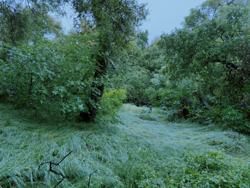Green Rush