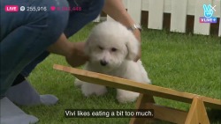 controlledeuphoria:  heyyplayboy:  i’m vivi  I’m also Vivi   Hello my name is Vivi