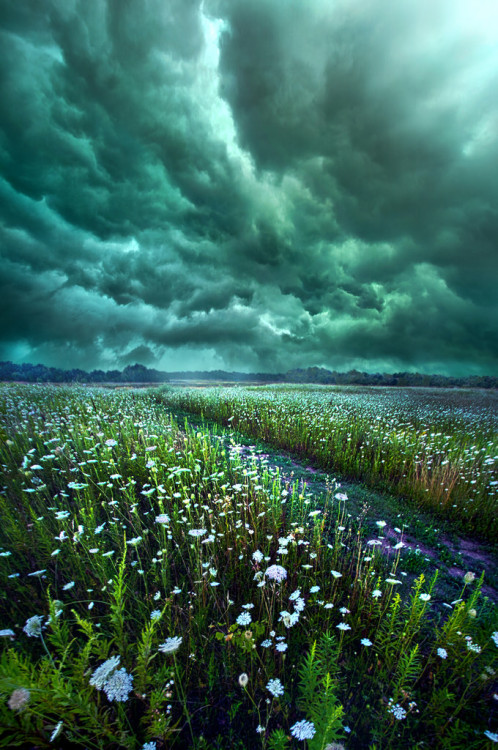 floralls: Wisconsin Horizons by Phil Koch