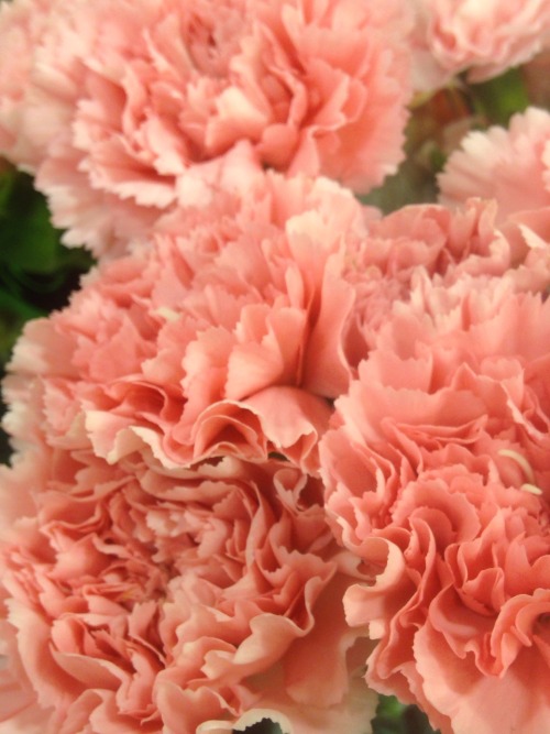 rurigokou:  grocery store carnations i wish i could have 