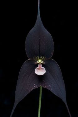 clittyslickers:  theleoisallinthemind:  Dracula Raven Orchid Photography by Eric Hunt  smirk