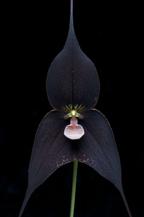 theleoisallinthemind:Dracula Raven Orchid Photography by Eric Hunt