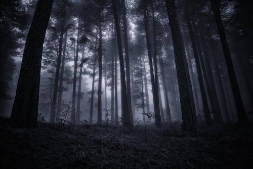 darkface:(via 500px / The Dream Forest by Francesco Mangiaglia)