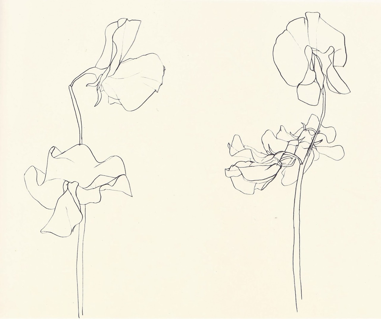 Austin Kleon — Ellsworth Kelly, Plant Drawings From The Financial...