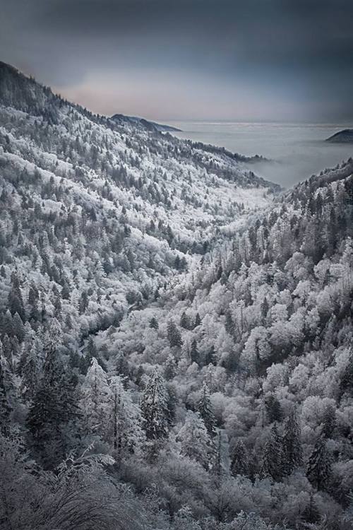 americasgreatoutdoors:Moonlight brightens the frosty landscape at Great Smoky Mountains National Par