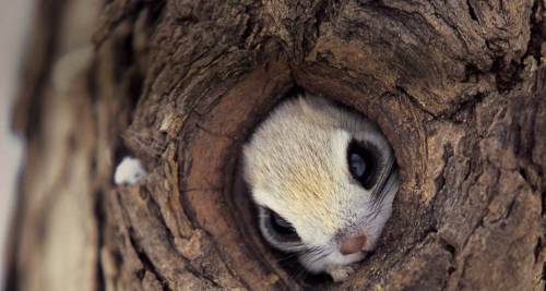 I believe these are Japanese Dwarf Flying Squirrels.