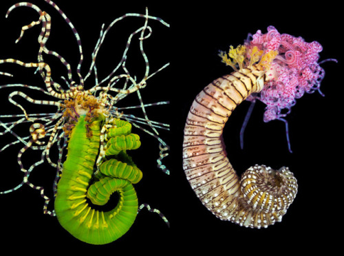oceanportal:Spaghetti worms are named for the long, thin tentacles they use to feed and explore the 