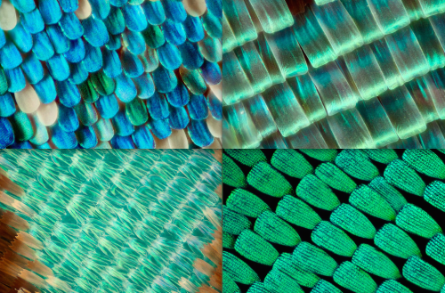 for-science-sake: A multitude of butterflies and their beautiful wings under the microscope.  [