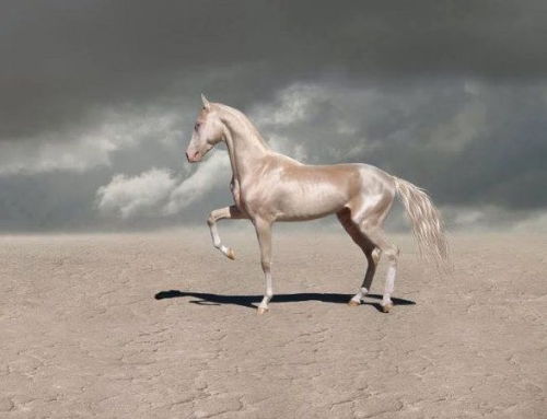 spektordetektor:The Akhal Teke, a  breed of horse from Turkmenistan famed for their metallic 