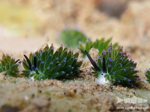 khaleesi-pyhrra:end0skeletal:ms-cellanies:end0skeletal:Leaf Sheep Sea Slugs (Costasiella kuroshimae)