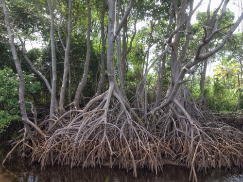 theeyeoftroy: Nariva Swamp, Mayaro, Trinidad. Copyright 2016 Troy De Chi. All rights reserved.