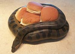 thedovahcat:  cyrreblogs:  okmoxi:  rhapsodna:  He guard the buns  there are his buns  #in an unforseen turn of events it is the anaconda who’s got buns   @clockworkpriest