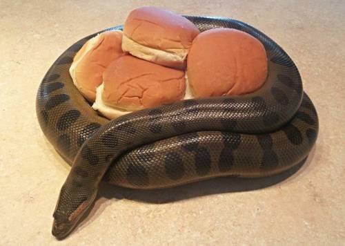 breadgutss: cyrreblogs: okmoxi: rhapsodna: He guard the buns there are his buns #in an unforseen tur