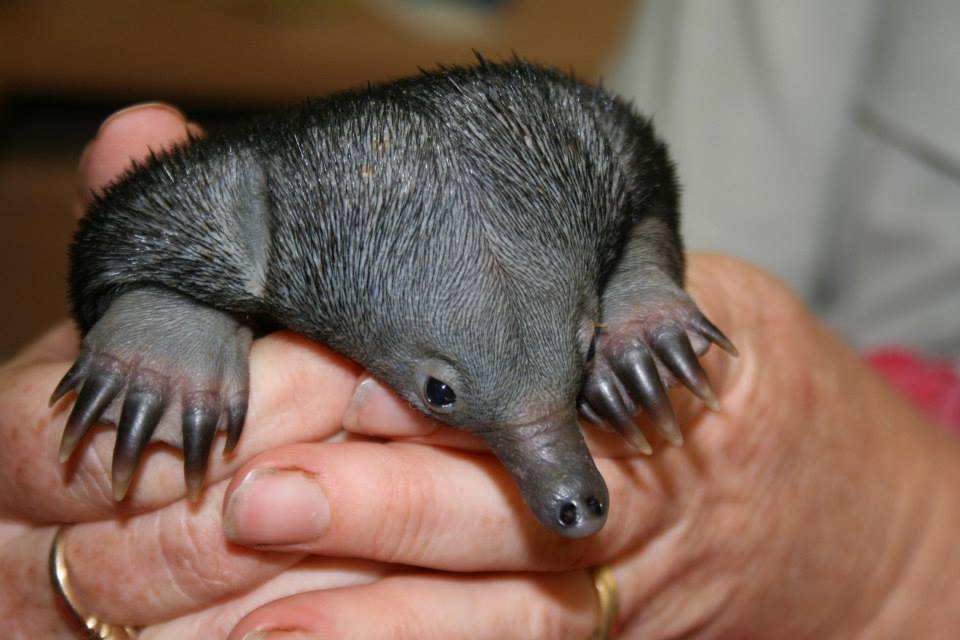 zooborns:  Echidna Puggle Gets a Helping Hand  A team of veterinary nurses at the