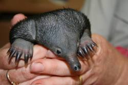 zooborns:  Echidna Puggle Gets a Helping