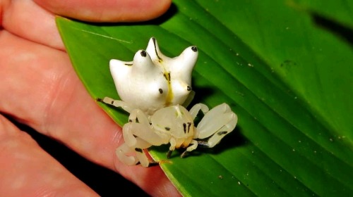 onenicebugperday:Seven-spined crab spider,Epicadus heterogaster, Thomisidae. Found in South and Cent