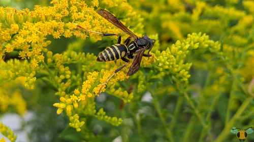 Northern Paper Wasp - Polistes fuscatusIt’s getting warmer and warmer with each new day in Toronto a