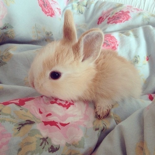 The bunnies are killing me today!